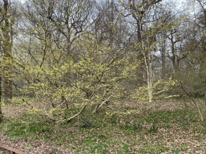 Hamamelis x intermedia 'Pallida', Isabella Plantation, 28 February 2021