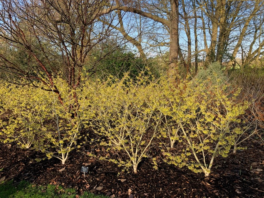 Hamamelis x intermedia 'Pallida', Wisley 9 January 2020