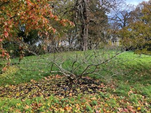 Hamamelis x intermedia 'Pallida', Kew, 11 November 2019