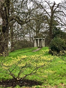 Hamamelis x intermedia 'Pallida', Kew, 23 January 2020