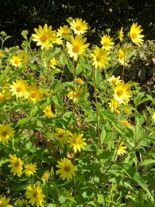 Helianthus Lemon Queen, Regent's Park, 12 September 2019