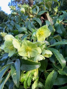 Helleborus argutifolius, close up, Saville Garden, 17 January2020
