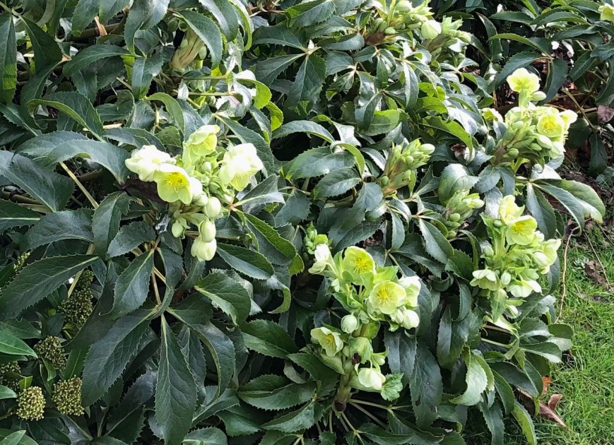 Helleborus argutifolius, group, Savill Garden, 17 January 2020