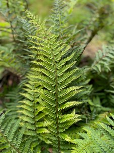 Polystichum setiferum
