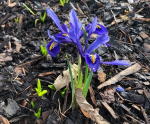 Iris Harmony, Wisley, 12 February 2019