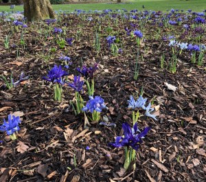 Iris Harmony drift, Wisley, 12 February 2019