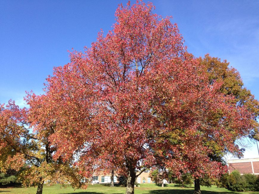Liquidambar styraciflua, New Jersey, 2 November 2014 (c) Famartin / Wikipedia