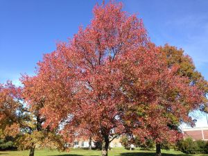 Liquidambar styraciflua, New Jersey, 2 November 2014 (c) Famartin / Wikipedia