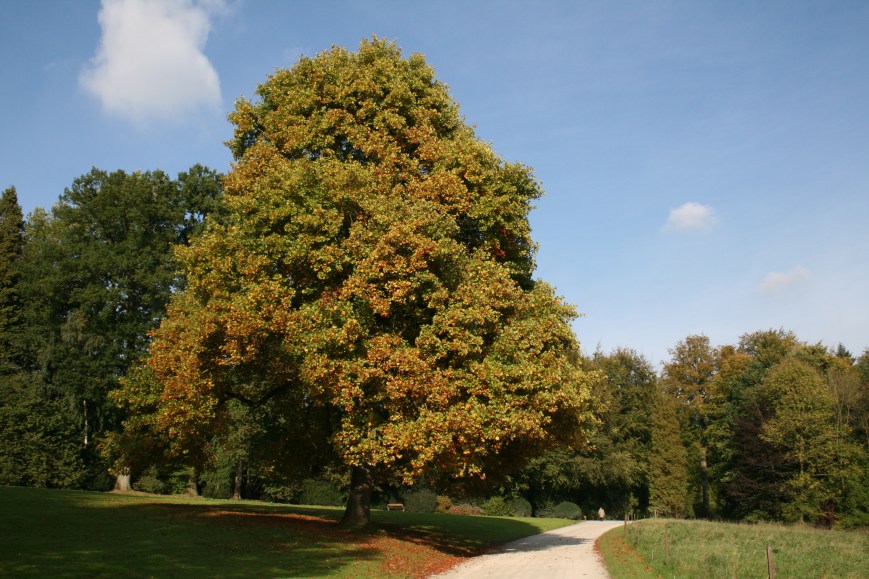 Liriodendron tulipifera, La Hulpe (c) Jean-Pol Grandmont.JPG