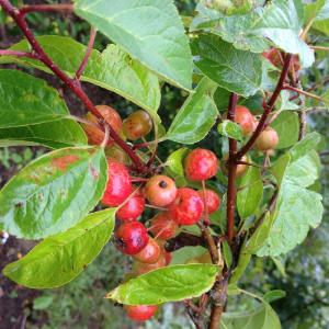 Malus Evereste berries (c) Pepiniere Bretagne.JPG