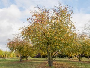 Malus 'Evereste', grown as a multistem form (c) Ebben