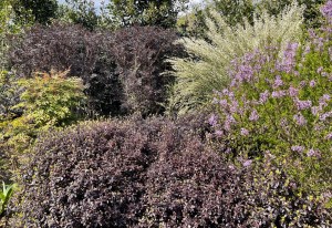 Pittosporum tenuifolium 'Tom Thumb' with Syringa x lacineata and Cytisus praecox 'Albus', Regent's Park, 30 April 2021