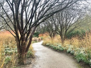 Prunus serrula avenue with Cornus and Galanthus