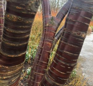 Prunus serrula bark, Anglesey Abbey, 8 February 2019