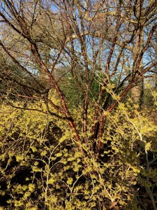 Prunus serrula underplanted with Hamemelis Pallida, Wisley, 9 January 2020