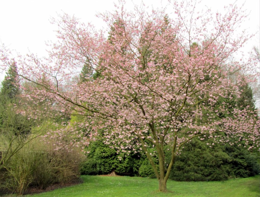 Prunus x subhirtella Autumnalis Rosea (c) Ebben