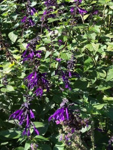 Salvia Amistad, Regent's Park, 17 September 2019