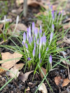 Crocus tommasinianus, Physicians Garden, 11 February 2021