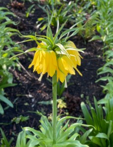 Fritillaria imperialis lutea