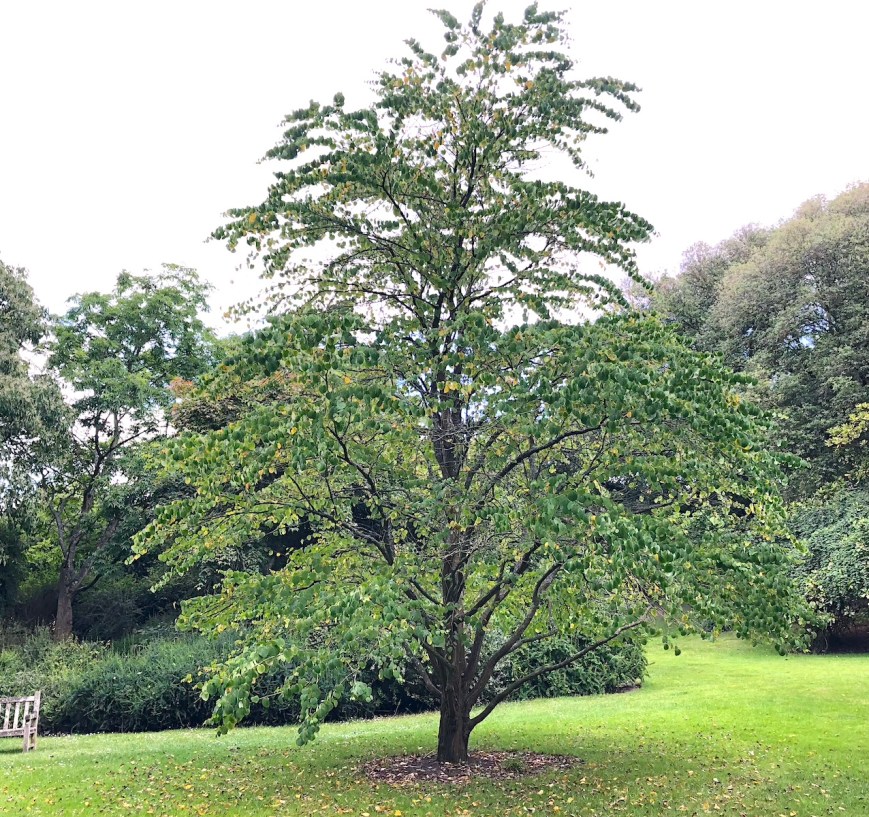 Cercidiphyllum japonicum, Kew, 21 June 2019