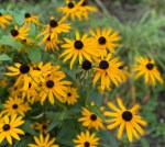 Rudbeckia fulgida 'Goldsturm', Regent's Park, 10 September 2021