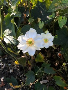 Anemone x hybrida Honorine Jobert, Regent's Park, 21 September 2019