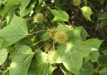 Liquidambar leaves and seed pods, Kew 21 June 2019