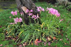 Nerine bowdenii, Putney, 3 November 2019