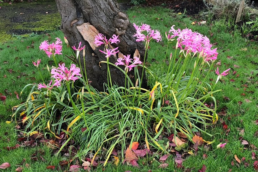 Nerine bowdenii, Putney, 3 November 2019