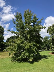 Liquidambar, tree, Kew, 21 June 2019