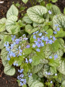 Brunnera macrophylla Jack Frost