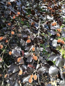 Favus sylvatica f. purpurea, leaves and nuts, mid-summer, 23 June 2018
