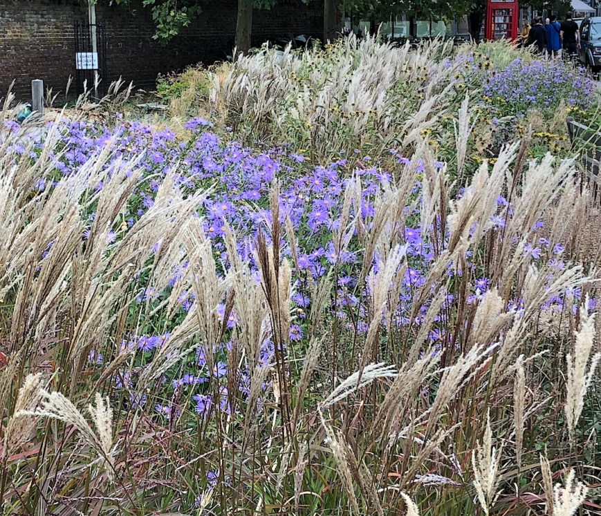 Aster x frikartii 'Mönch' with Miscanthus, Barnes, 11 September 2019