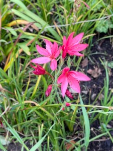 Hesperantha coccinea, St John's Lodge, 16 November 2021