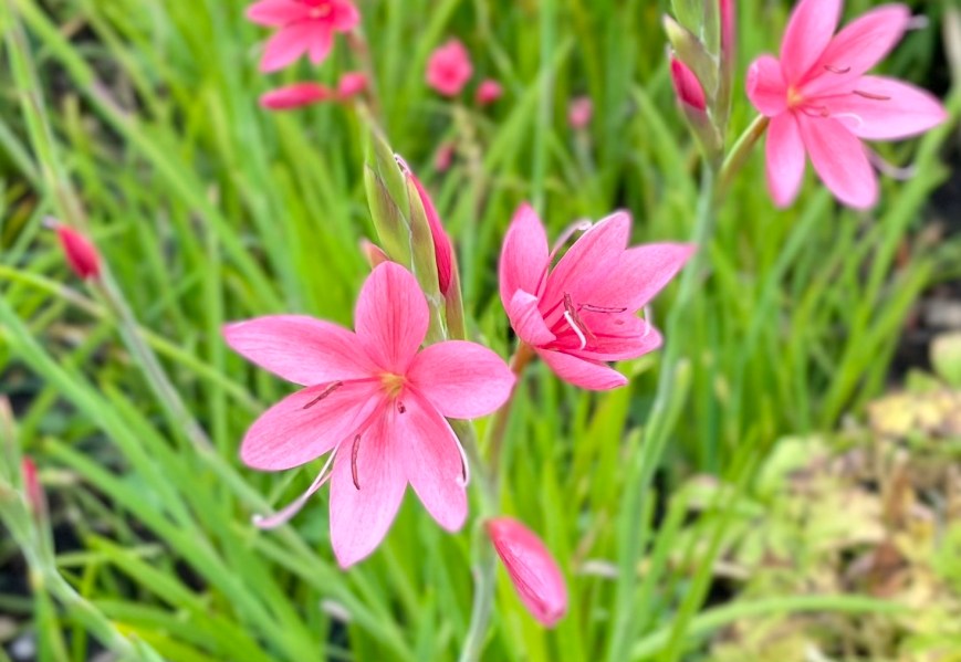 Hesperantha coccinea, St John's Lodge, 8 October 2021 landscape