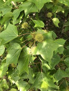 Liquidambar leaves and seed pods, Kew 21 June 2019