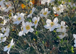 Anemone 'Honorine Jobert', King's Cross, 11 October 2021