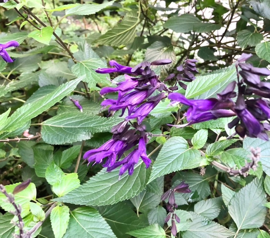 Salvia Amistad, 14 November 2019