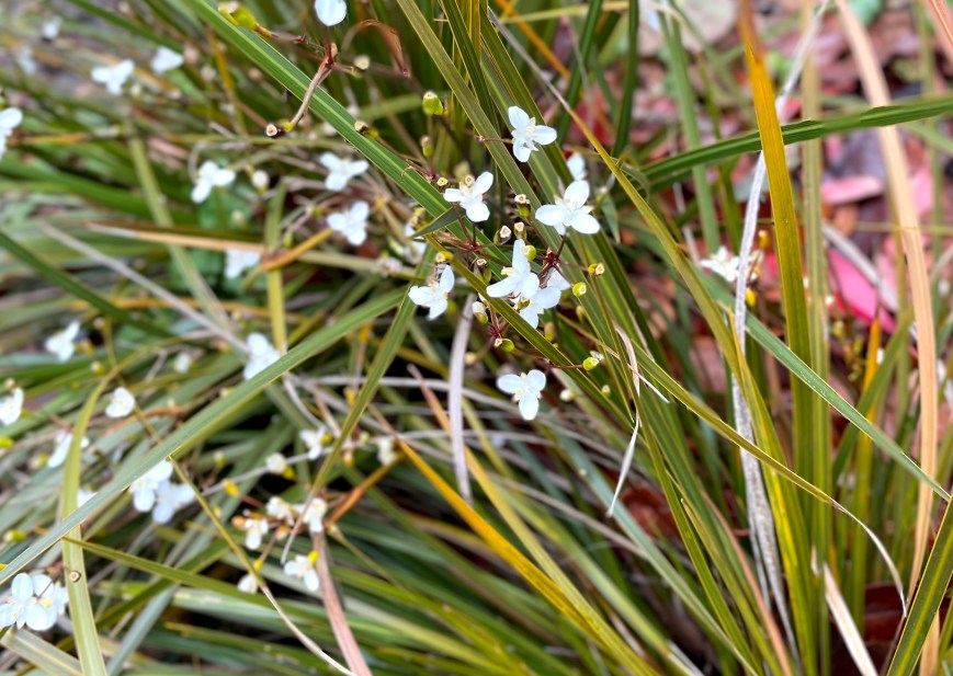 Libertia peregrinans, Regent's Park, 25 May 2021