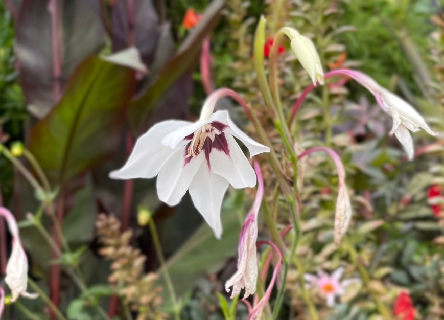 Gladiolus murielae, Park Square, 17 September 2021 landscape