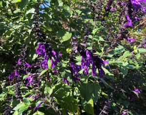 Salvia Amistad, Regent's Park, 21 September 2019