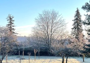 Fagus sylvatica f purpurea in the morning frost, 2 January 2021