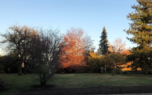Fagus sylvatica f. purpurea in autumn, 13 November 2018