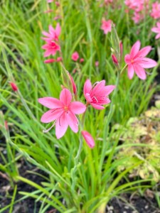 Hesperantha coccinea, St John's Lodge, 8 October 2021