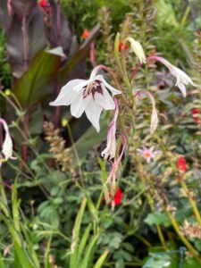 Gladiolus murielae, Park Square, 17 September 2021