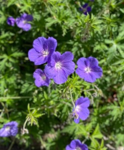 Geranium Orion