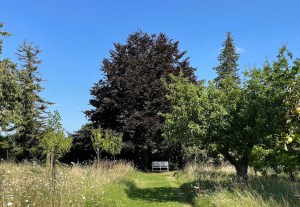 Fagus sylvatica f. purpurea in late summer, 25 August 2021