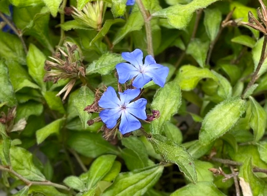 Ceratostigma willmotianum, flowers, Fulham, 24 June 2021