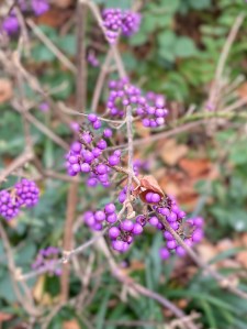Callicarpa bodinieri Profusion, QMG 30 November 2021