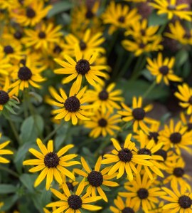 Rudbeckia Little Goldstar